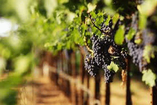 Удължава се срокът на прием за преструктуриране и конверсия на лозя и инвестиции в лозаро-винарския сектор