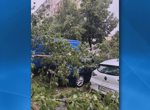 Девет наказателни производства има образувани след акцията във Варна и случая „Баба Алино“