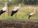 ‘They’re part of folklore’: storks return to Derbyshire after 600-year absence