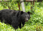 Japan killed 14,000 bears after a rise in deadly attacks on people – but will it work?