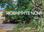 Създателят на „Черна писта”: Опитват да свалят сайта