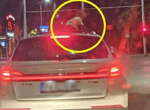За първи път у нас: Установиха огнище на заразата син език