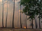 Evacuations ordered in Bordeaux suburbs as wildfires continue to ravage southern Europe
