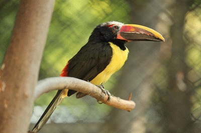 Тукан се излюпи за пръв път в Столичния зоопарк
