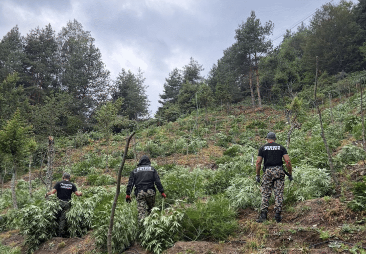 Гранични полицаи откриха и унищожиха над 3 тона канабис в планините Пирин и Огражден
