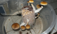 МВР