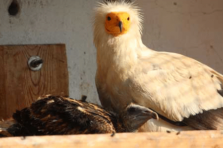 Излюпиха се два изключително редки египетски лешояда в Столичния зоопарк