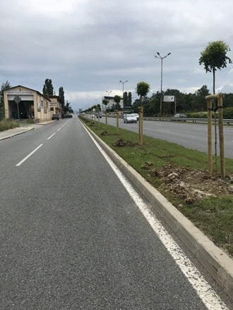 230 нови дървета покрай "Околовръстния път"