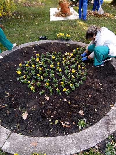 Приблизително 80% повече цветя в София през пролетта на 2018 г.