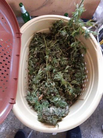 Голямо количество канабис, тротилова пресовка и преработен газов пистолет са иззети при спецакция срещу наркоразпространението на територията на община Ботевград