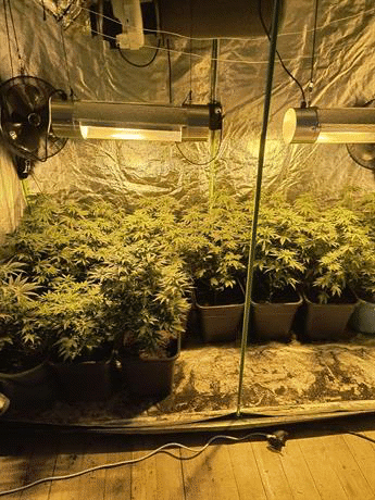 Домашна оранжерия за канабис откриха полицаи от РУ-Карнобат
