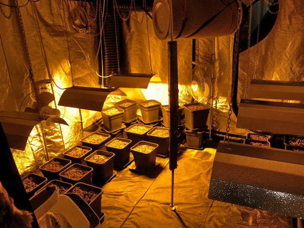 Криминалисти на РУ-Ямбол разкриха наркооранжерия и сушилня за канабис