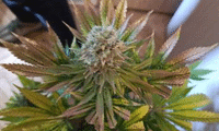 МВР
