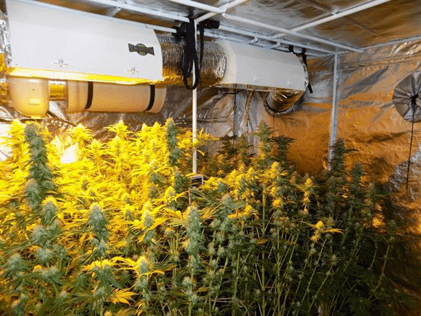 Служители от ОДМВР-Ямбол разкриха модерна оранжерия за отглеждане на канабис