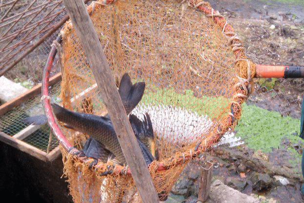 48 kg of fish seized in Buchin Prohod