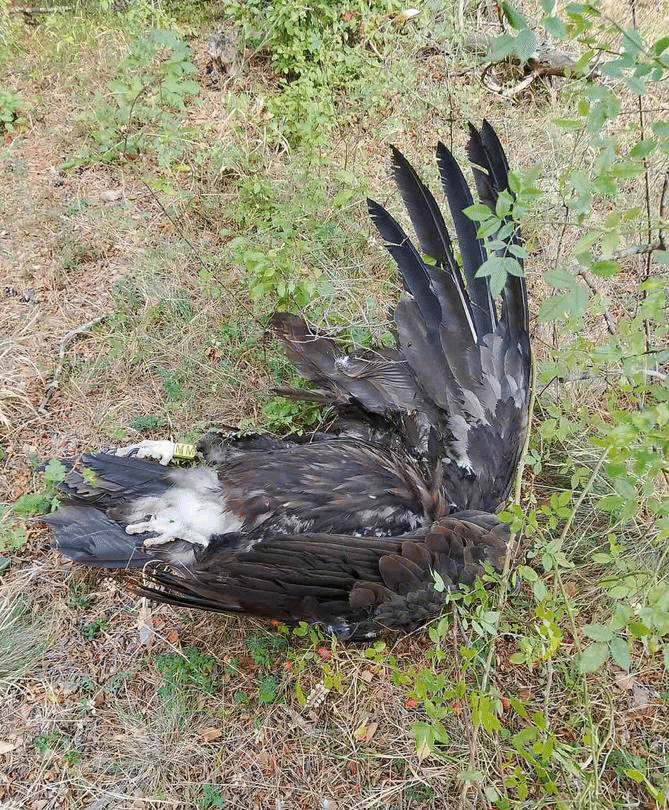 Разследва се пореден пети случай на намерен застрелян екземпляр от вида черен лешояд