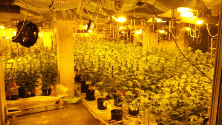 Служители на ГДБОП разкриха модерна оранжерия за канабис