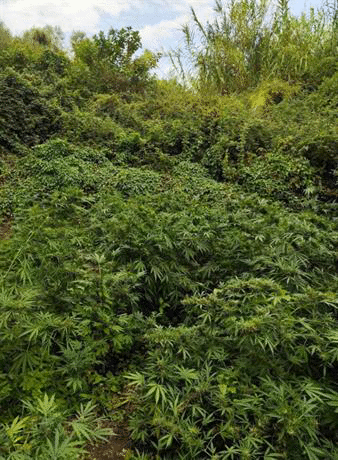 Гранични полицаи от ГПУ-Петрич разкриха над 270 кг канабис в подножието на Пирин