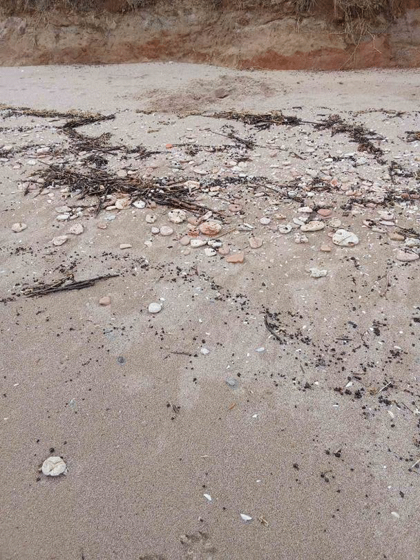 РИОСВ-Варна извърши проверка на плажната ивица край село Езерец, община Шабла