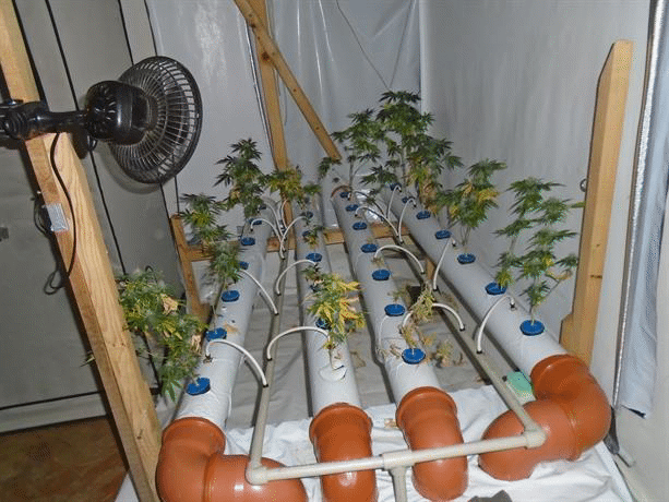 Над един килограм канабис иззеха полицаи от Севлиево