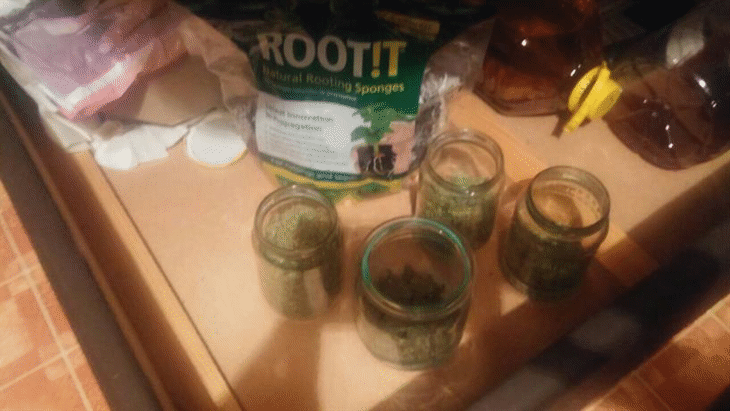 Оранжерия за канабис разкриха служители на ОДМВР - Бургас