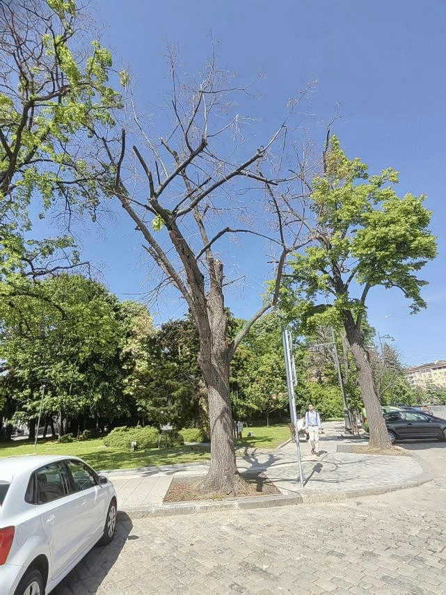 Подменят сухи и опасни дървета при храм-паметника „Александър Невски“ с нови фиданки
