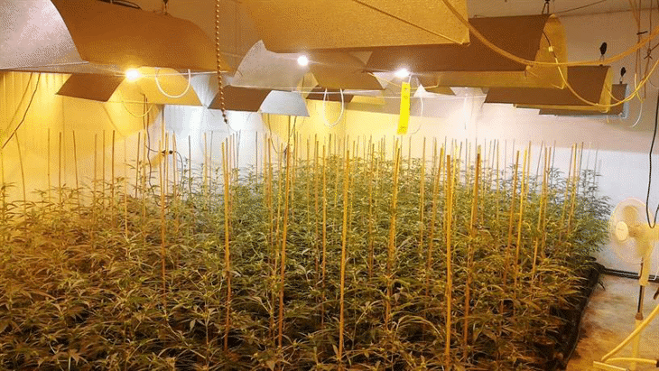 Криминалисти на РУ – Пазарджик разкриха високотехнологична наркооранжерия