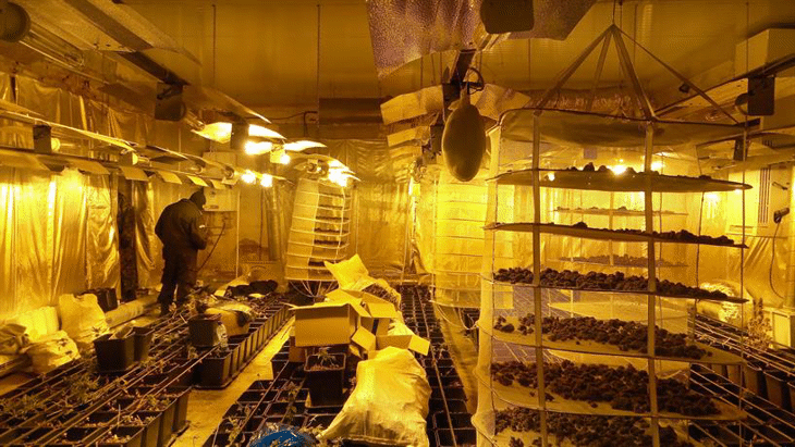 Криминалисти на ОДМВР- Шумен разкриха модерна оранжерия за отглеждане и обработка на марихуана