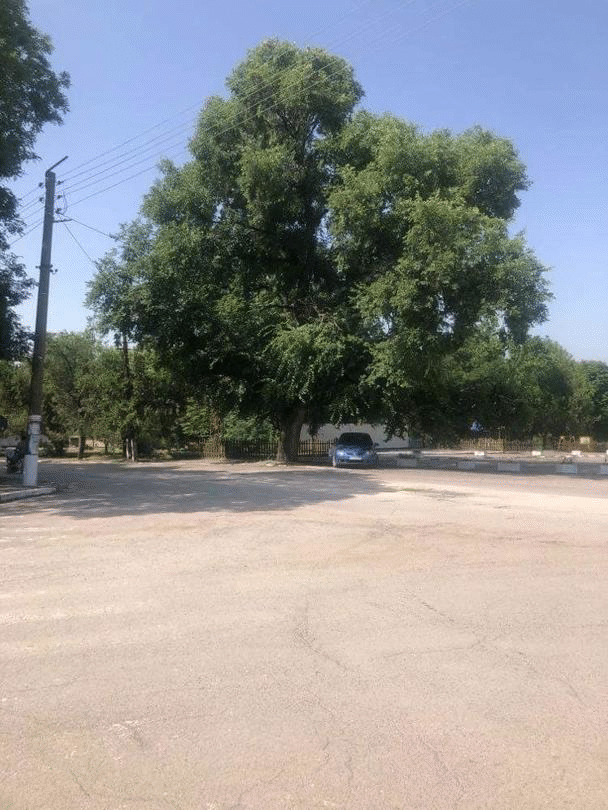 Вековен полски бряст в село Ковачево е обявен за защитено дърво
