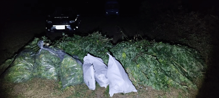 Плантация с марихуана е открита при спецакция на асеновградски полицаи