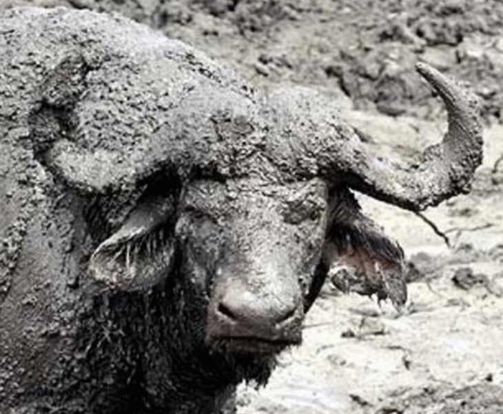 Защо Цацаров се страхува да назове Биволъ?