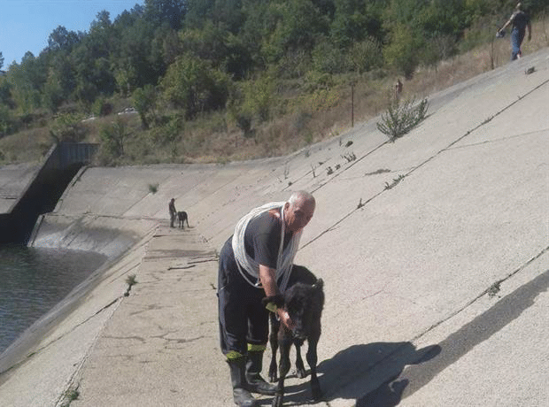 Служители на пожарната служба в Белово спасиха стадо животни от водоем