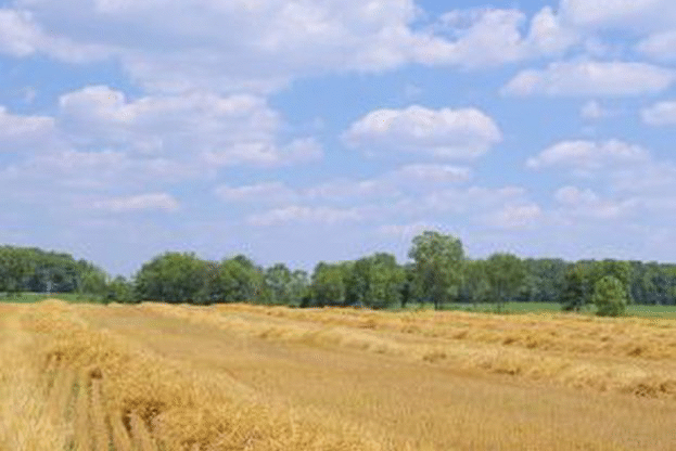 Производството на земеделска продукция и общата използвана площ отбелязват значителен ръст за втора поредна година