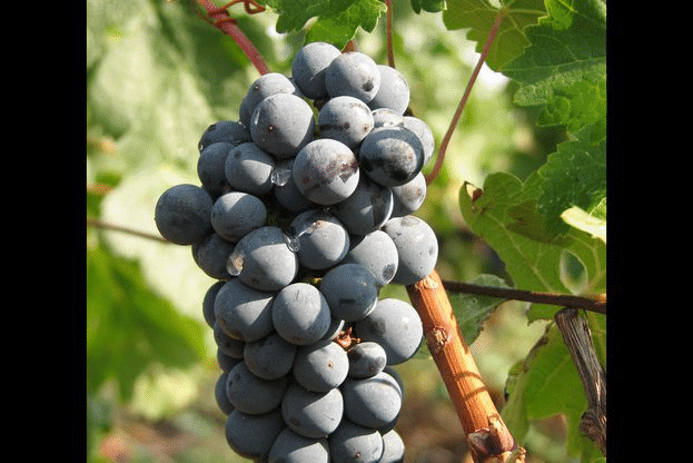 Ръководството на ИАЛВ стартира серия от срещи с лозари и винопроизводители из страната