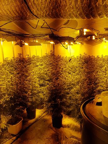 Наркооранжерия бе разкрита в пловдивското село Скутаре