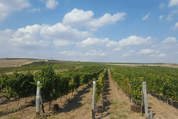 Снимки на министъра на земеделието и храните Десислава Танева от официалното откриване на гроздоберната кампания в село Устина, Община Родопи, Област Пловдив