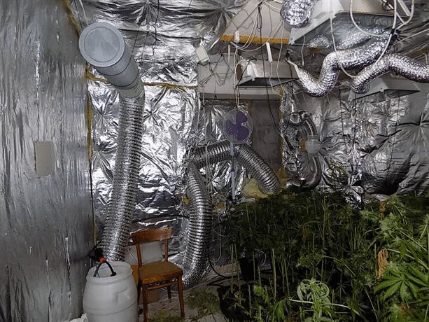 Полицаи от Петрич разкриха наркооранжерия в с. Ключ