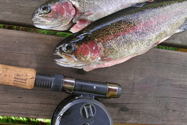 Проект за отглеждане на дъгова пъстърва получи авансово 331 437лв. по ОП „Рибарство”