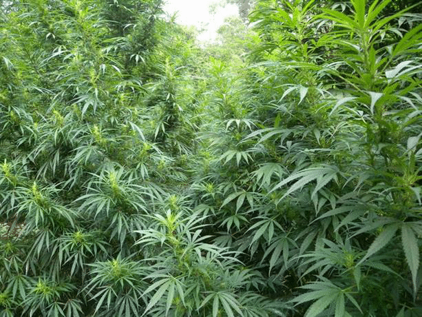 Над 420 кг марихуана е иззета при спецакция