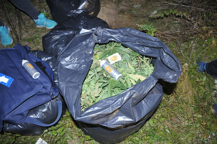 Криминалисти на РУ – Кюстендил откриха нива, засята с канабис