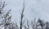 СО