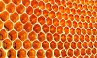 МЗХГ