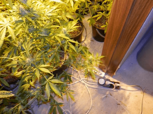 Служители на сектор „Противодействие на криминалната престъпност” при ОДМВР-Пазарджик разбиха наркооранжерия за отглеждане на канабис