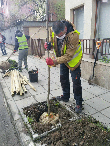 Започна засаждането на едро и средноразмерни дървета по улици и булеварди в София