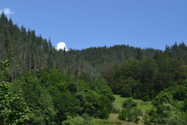 40 кубика дърва за огрев и три автомобила са задържани на територията на РДГ София