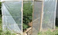 МВР
