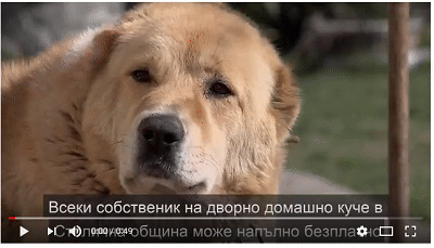 Стартира кампания за безплатно кастриране на дворни домашни кучета