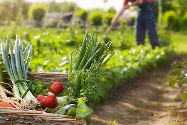 Пазарджик и Видин ще са домакини на срещи от информационната кампания по директни плащания