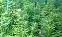 МВР