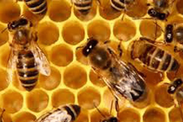От 24 февруари се отваря новата пчеларска програма
